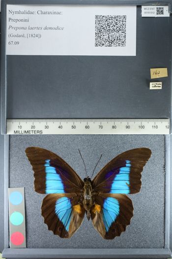 Media type: image;   Entomology 161312